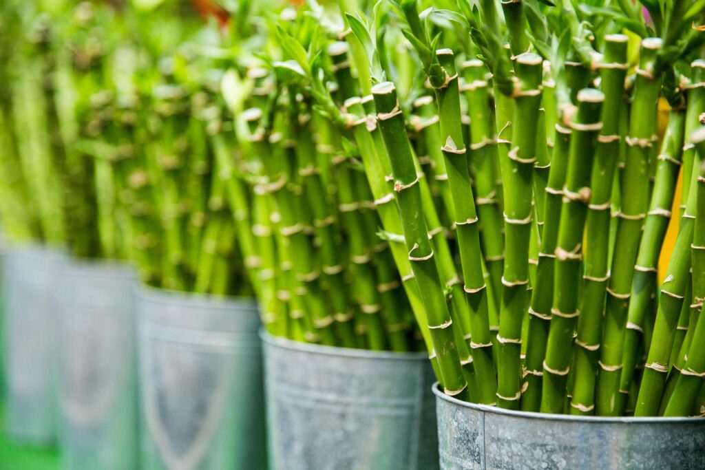 image showing the picture of bamboo plant using for vastushstra
बाम्बू 